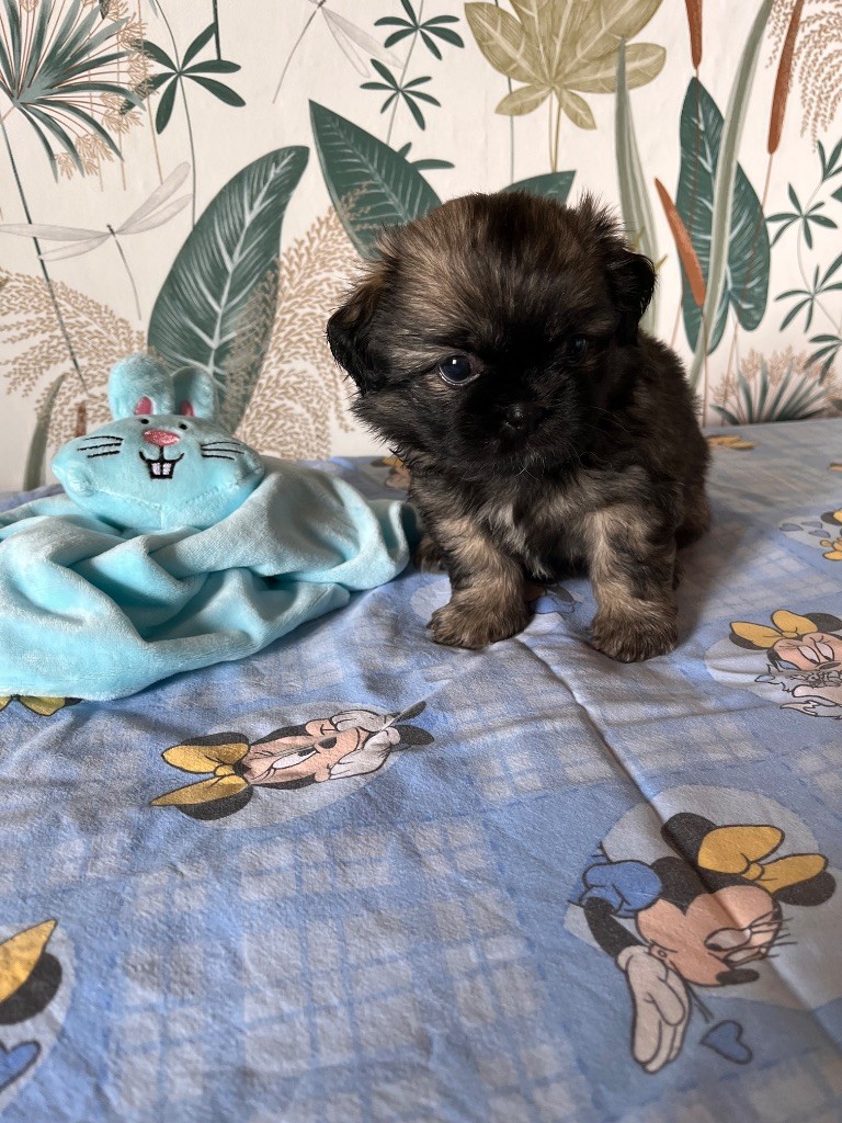 du Fond Touyen - Chiots disponibles - Epagneul tibetain