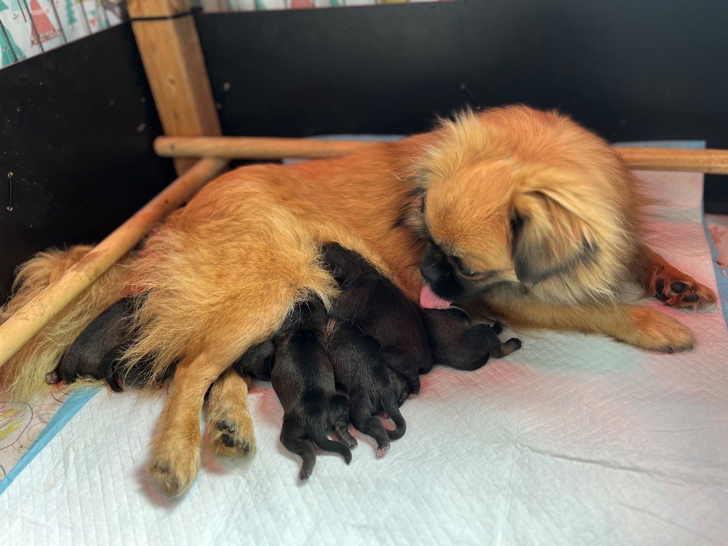 Chiot Epagneul tibetain du Fond Touyen