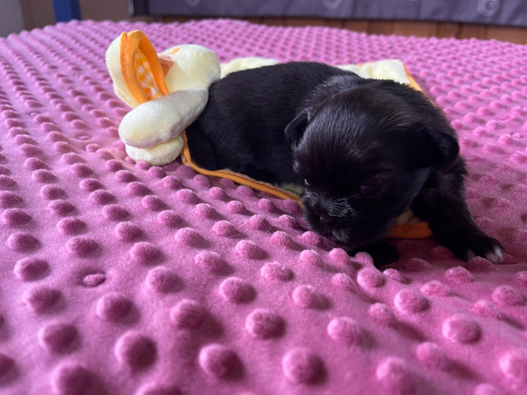 du Fond Touyen - Chiots disponibles - Epagneul tibetain