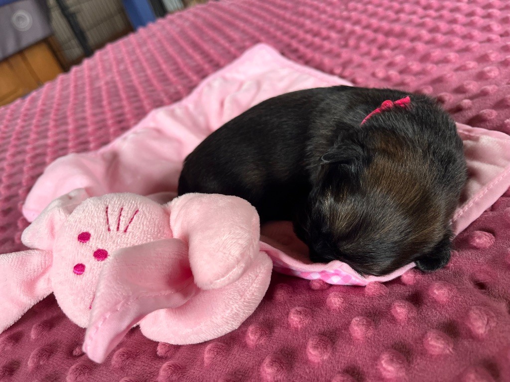du Fond Touyen - Chiots disponibles - Epagneul tibetain