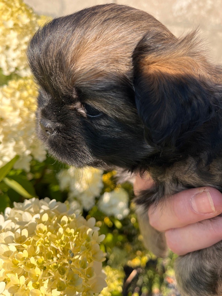 du Fond Touyen - Chiots disponibles - Epagneul tibetain