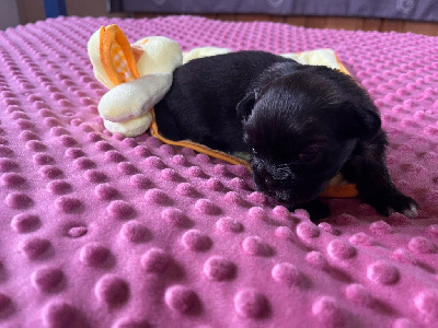 CHIOT 6