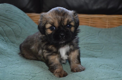 CHIOT 6