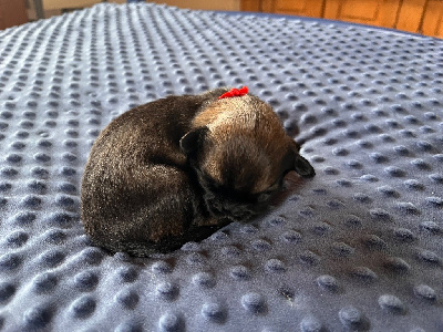 CHIOT 4