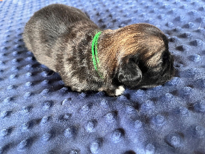 CHIOT 2