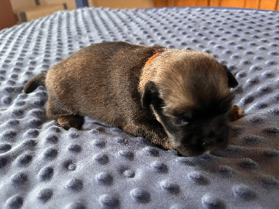 CHIOT 1