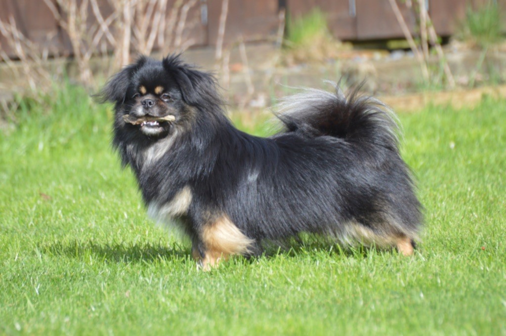 Chiot Epagneul tibetain du Fond Touyen