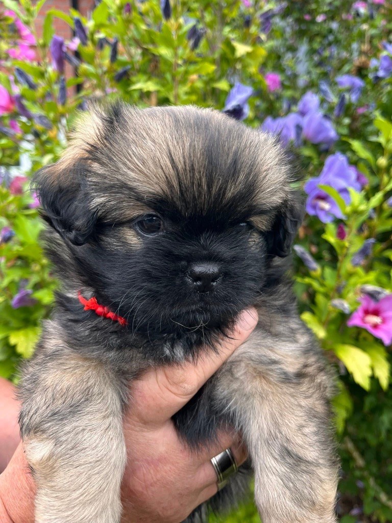 Chiot Epagneul tibetain du Fond Touyen