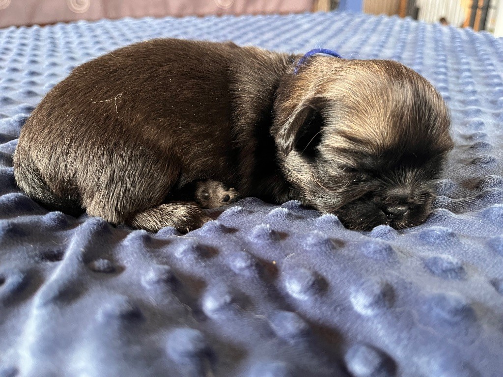 du Fond Touyen - Chiots disponibles - Epagneul tibetain