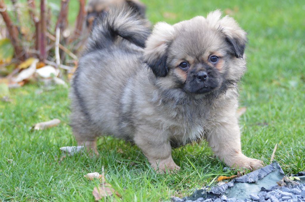 Chiot Epagneul tibetain du Fond Touyen