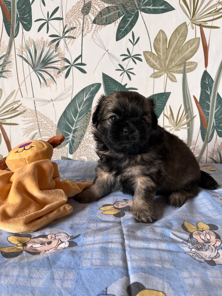 du Fond Touyen - Chiots disponibles - Epagneul tibetain