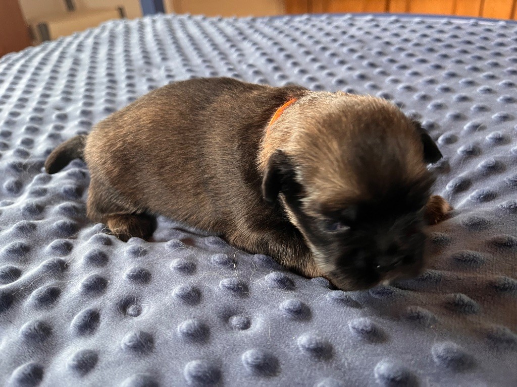 du Fond Touyen - Chiots disponibles - Epagneul tibetain